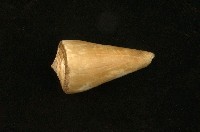 藏品(芋螺)的圖片